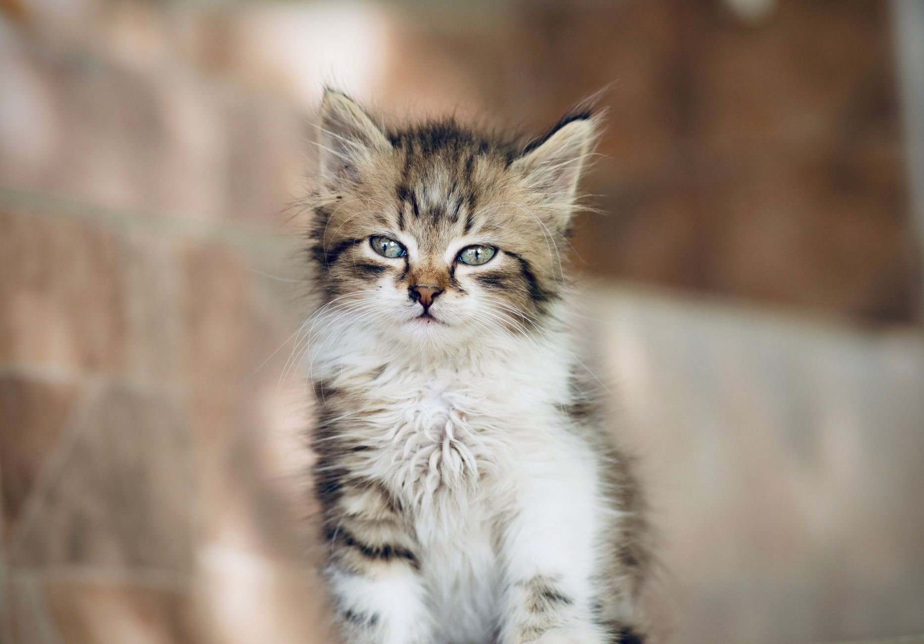 Healthcare and wellness consultation for a cat