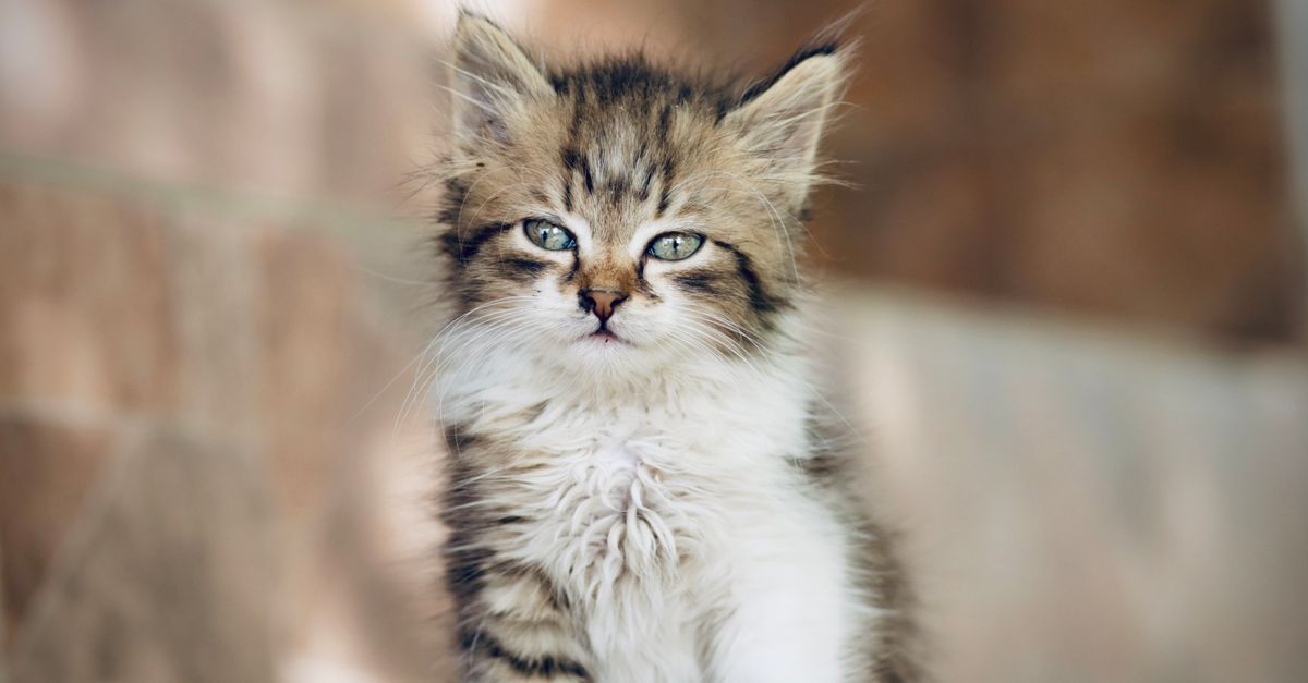 Kitten Feature Selective Focus of Kitten · Free Stock Photo