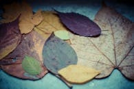 秋叶纹理的特写，展现自然之美