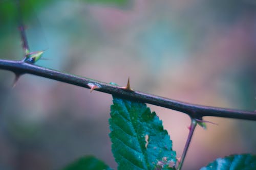 Green Leaf Plant in Close Up Photography