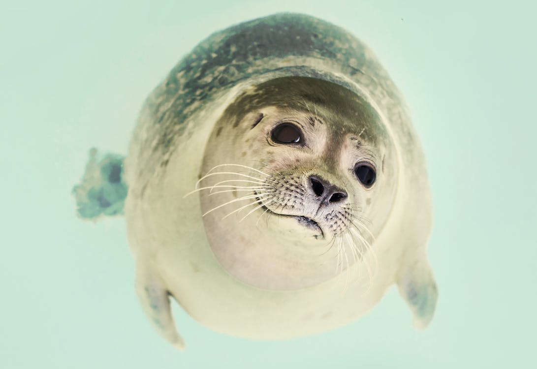 Free Seal Underwater Stock Photo