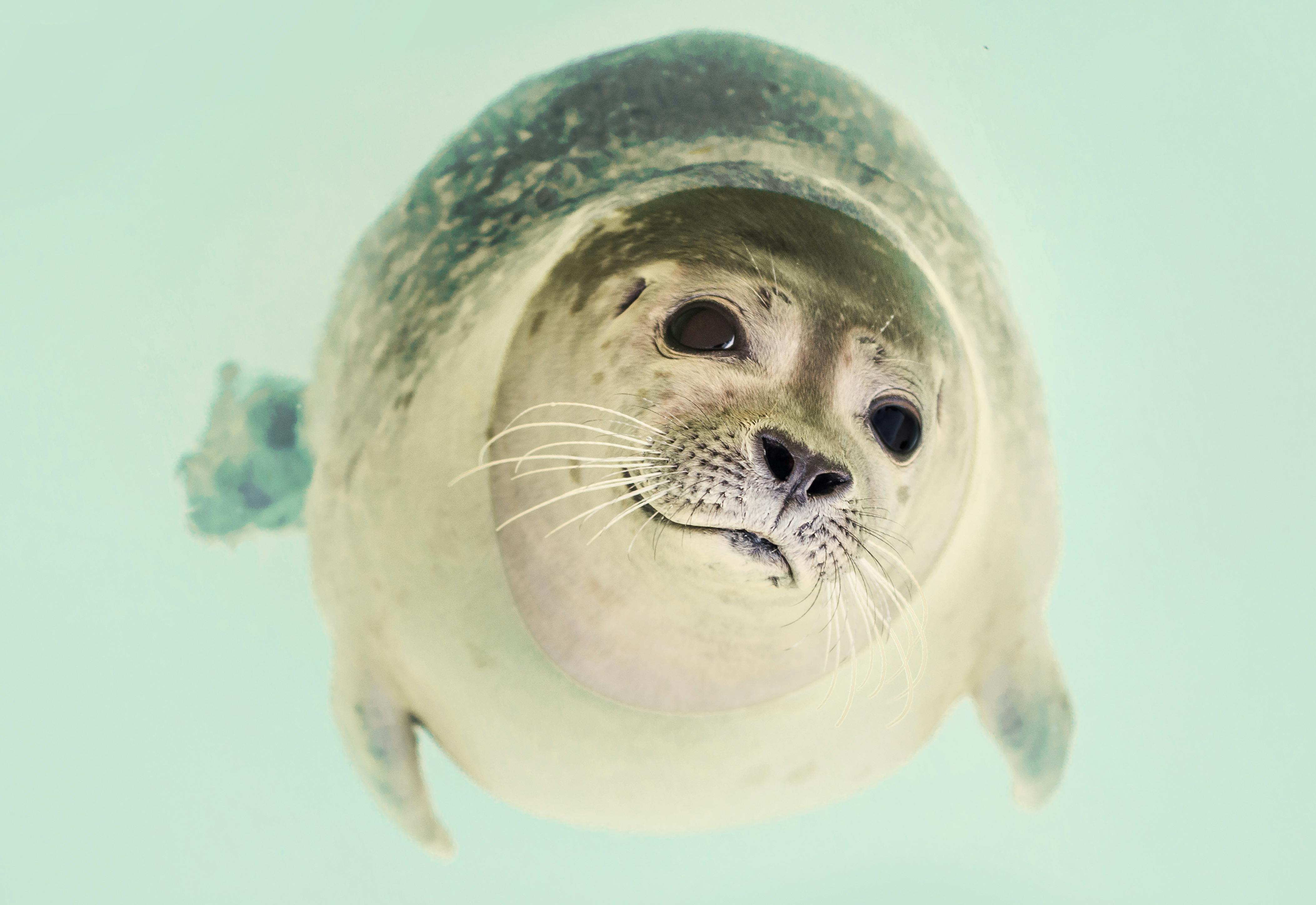 Seal Underwater · Free Stock Photo