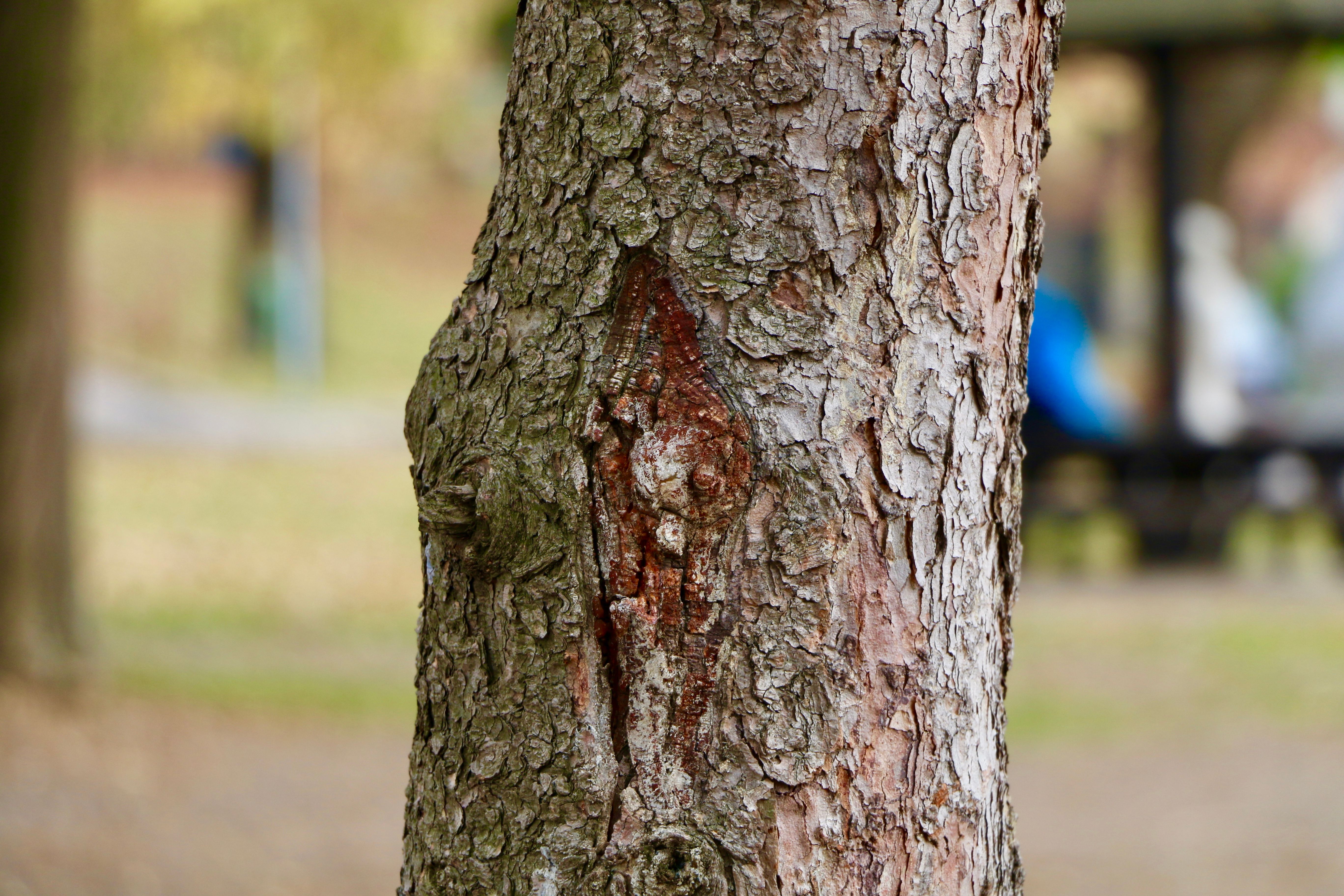 Free Stock Photo Of Nature Photography Tree