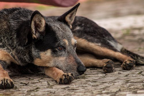 Základová fotografie zdarma na téma pes, pouliční pes, toulavý pes