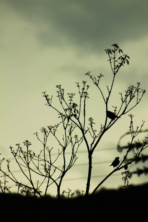 Foto d'estoc gratuïta de arbres, corbs, dark.moody