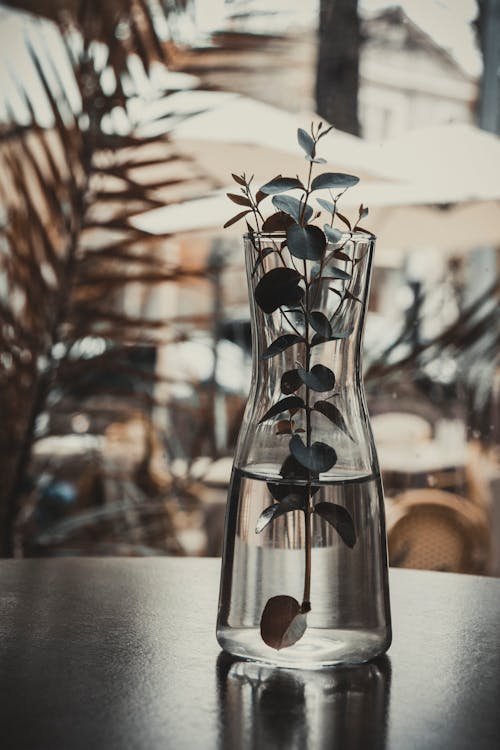 Plant in Clear glass with water