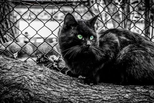 Foto profissional grátis de ao ar livre, gato preto, negro