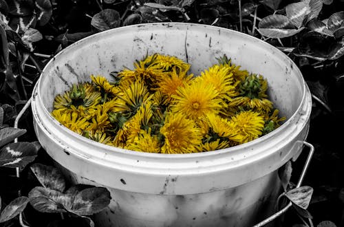 Foto profissional grátis de amarelo, balde, dente-de-leão