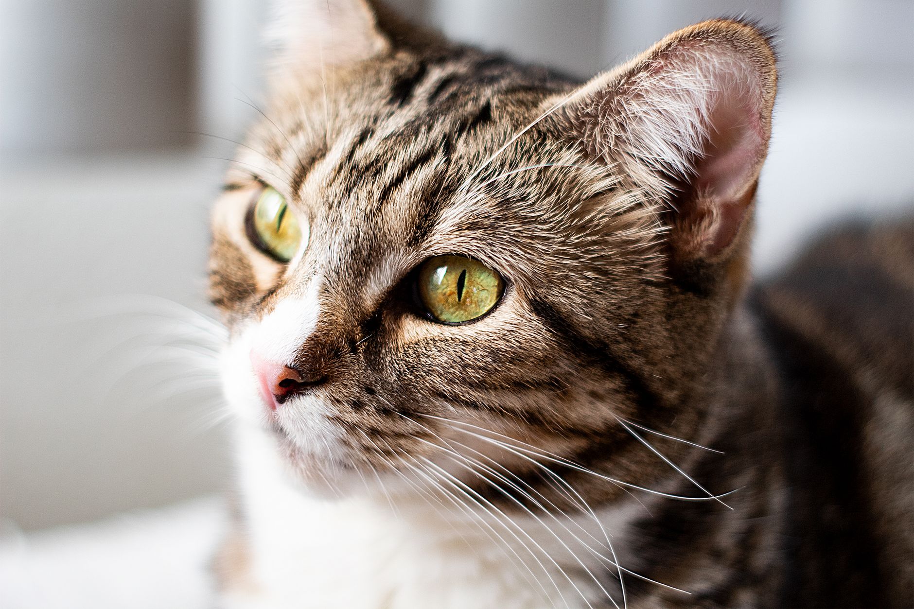 Veterinarian examining a cat during a checkup