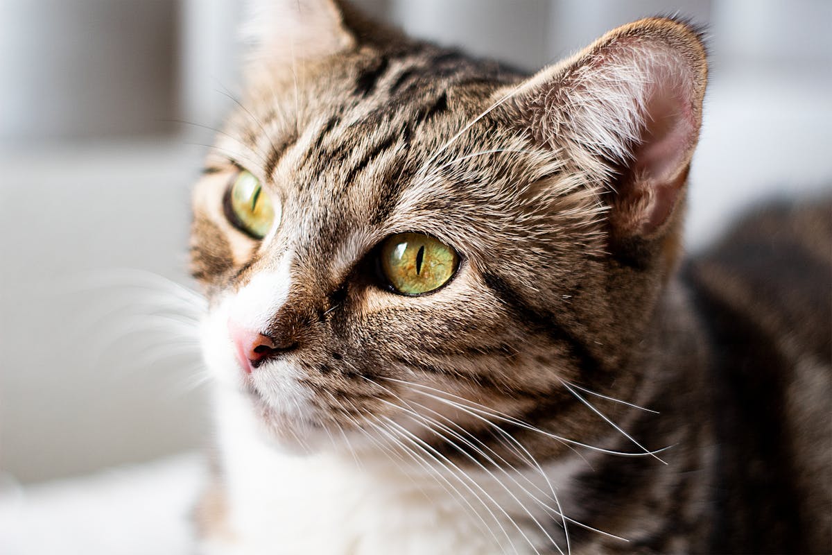 Close-up of vinyl records in a crate symbolizing music reissue culture