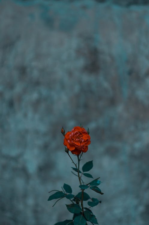 Free stock photo of dark rose, outdoor plant, plant