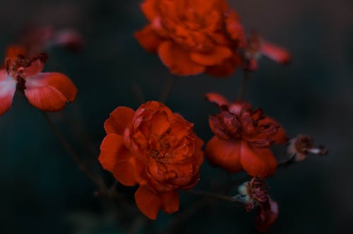 Free Foto stok gratis aroma mawar, mawar, mawar mawar merah Stock Photo