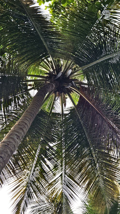 Foto stok gratis pohon kelapa
