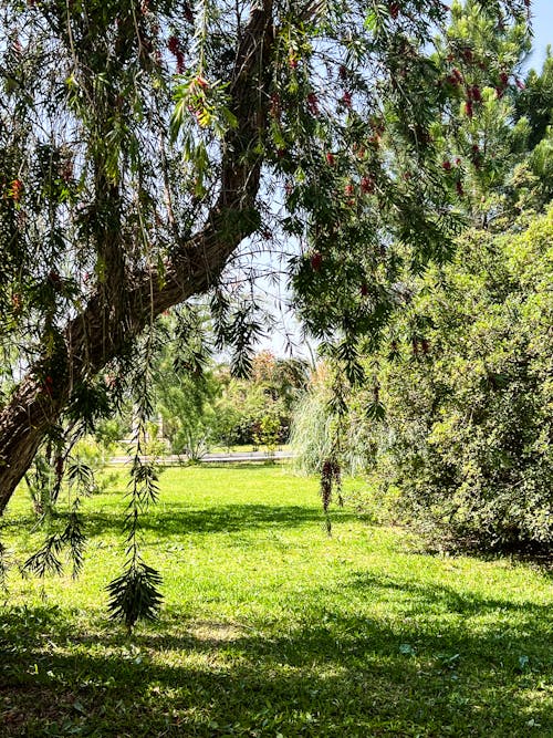 Бесплатное стоковое фото с банановые деревья, зеленый пейзаж, красивая природа