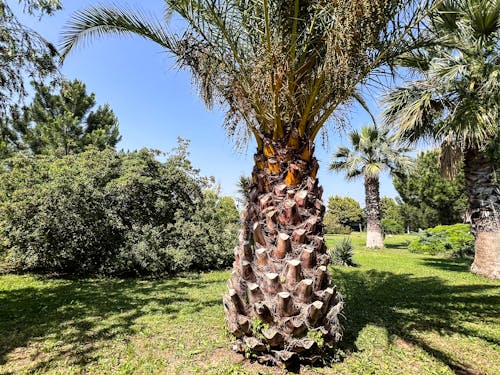 Бесплатное стоковое фото с 8к обои, ботанический сад, кокосовая пальма