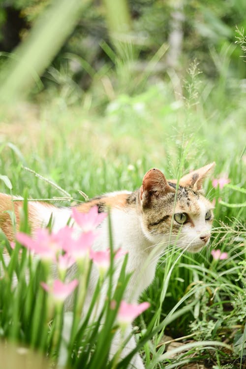A cat is walking through the grass with pink flowers