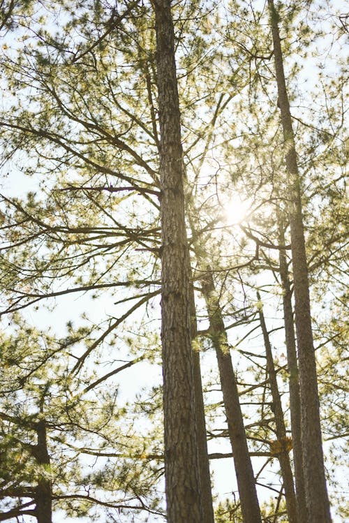 A photo of a pine tree with the sun shining through it