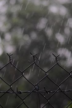 Vertical shot of rain falling on a metal fence with blurred trees in the background, captured outdoors.
