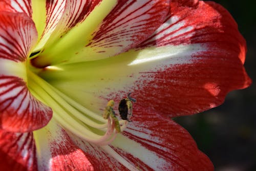 Immagine gratuita di bel fiore, bocciolo di fiore, fiore