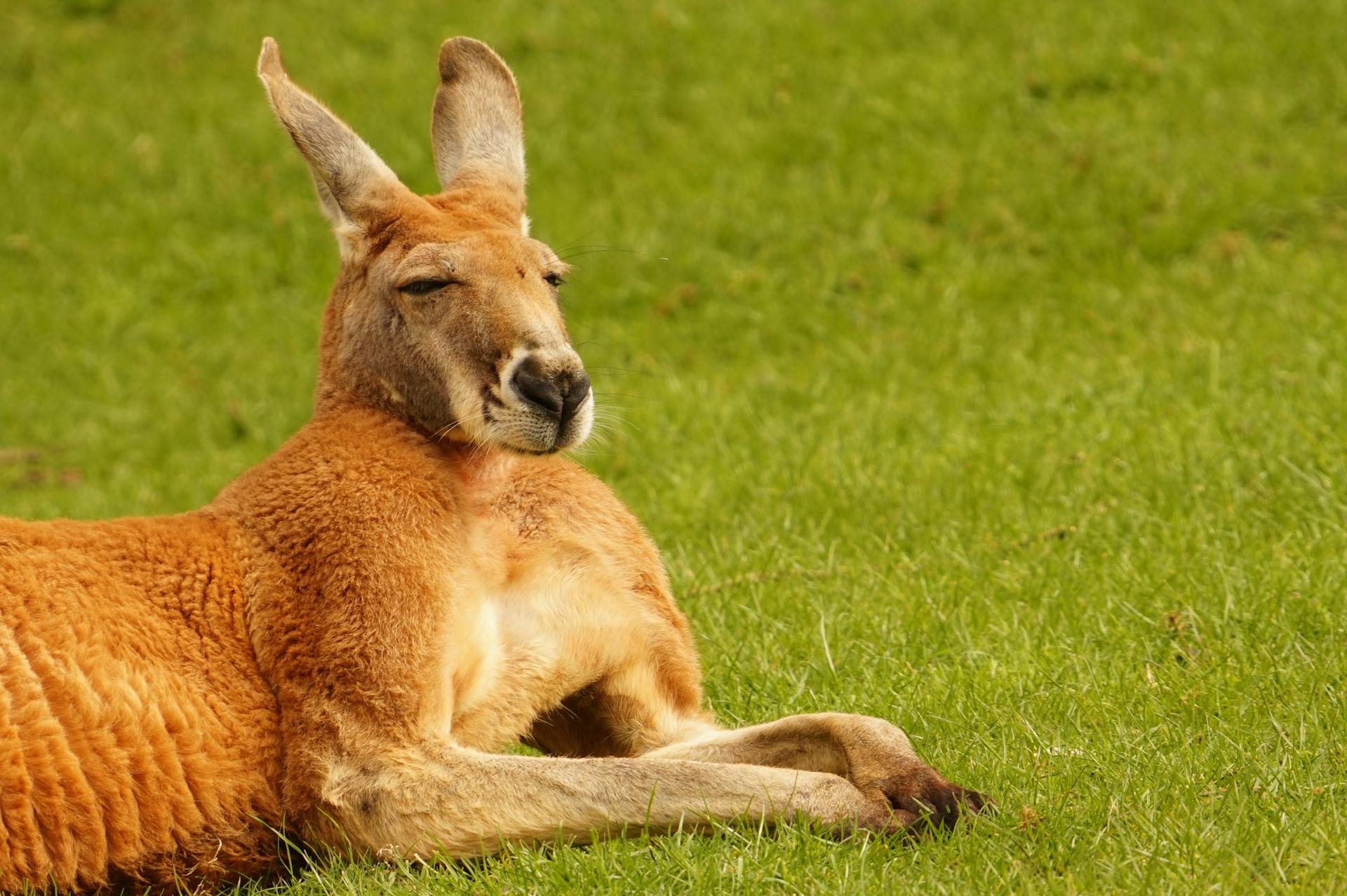 Kangaroo Laying on Grass