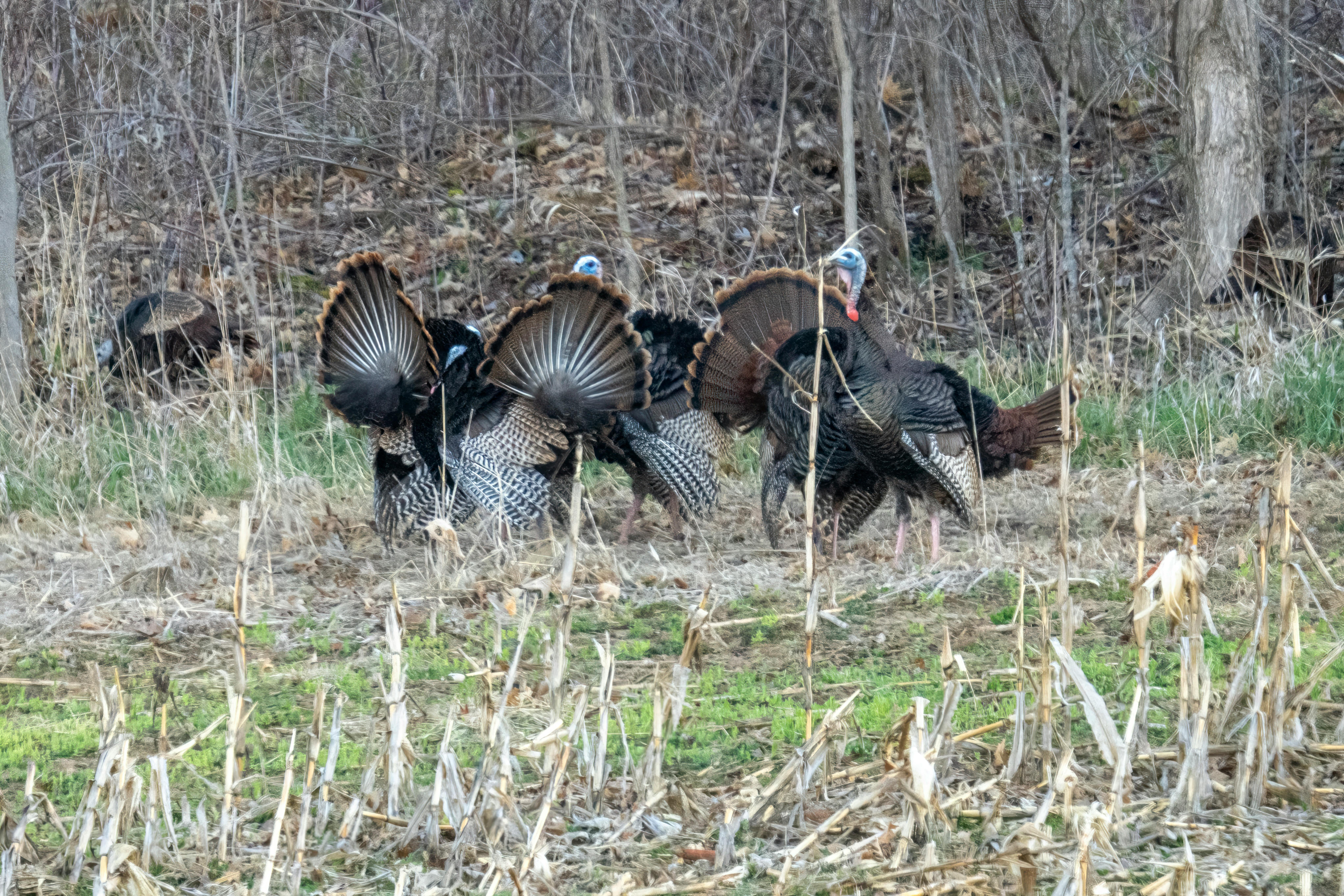 Group of wild turkeys showcasing fanned tail feathers in Wisconsin forest during fall.