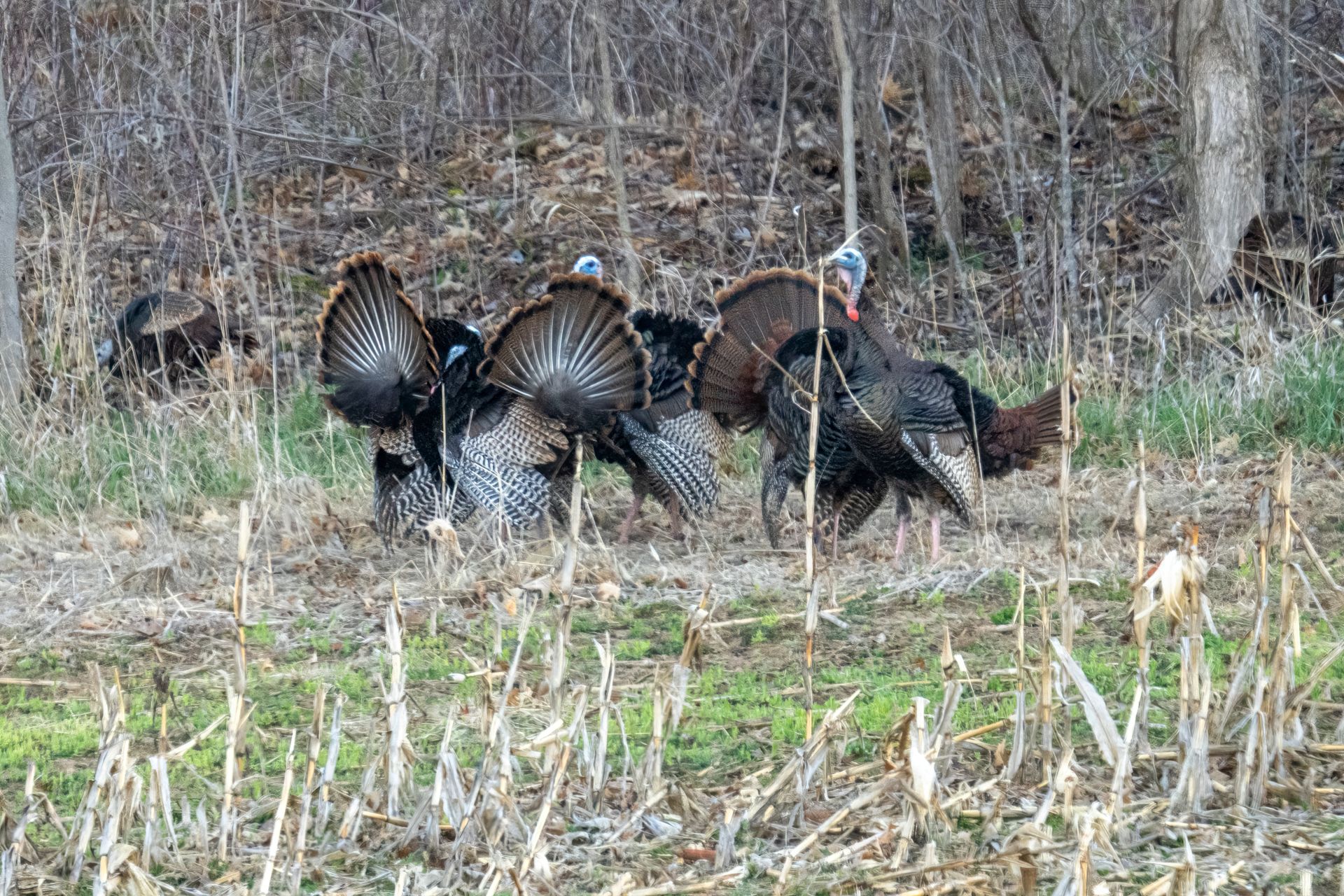 Group of wild turkeys showcasing fanned tail feathers in Wisconsin forest during fall.