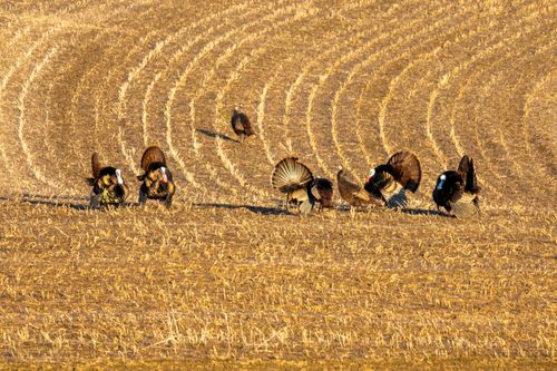 Free A group of wild turkeys roaming a rural farm field in Wisconsin, showcasing nature and wildlife. Stock Photo
