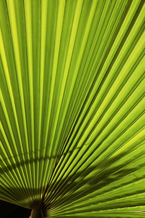 Detaillierte Nahaufnahme von einem Palmblatt