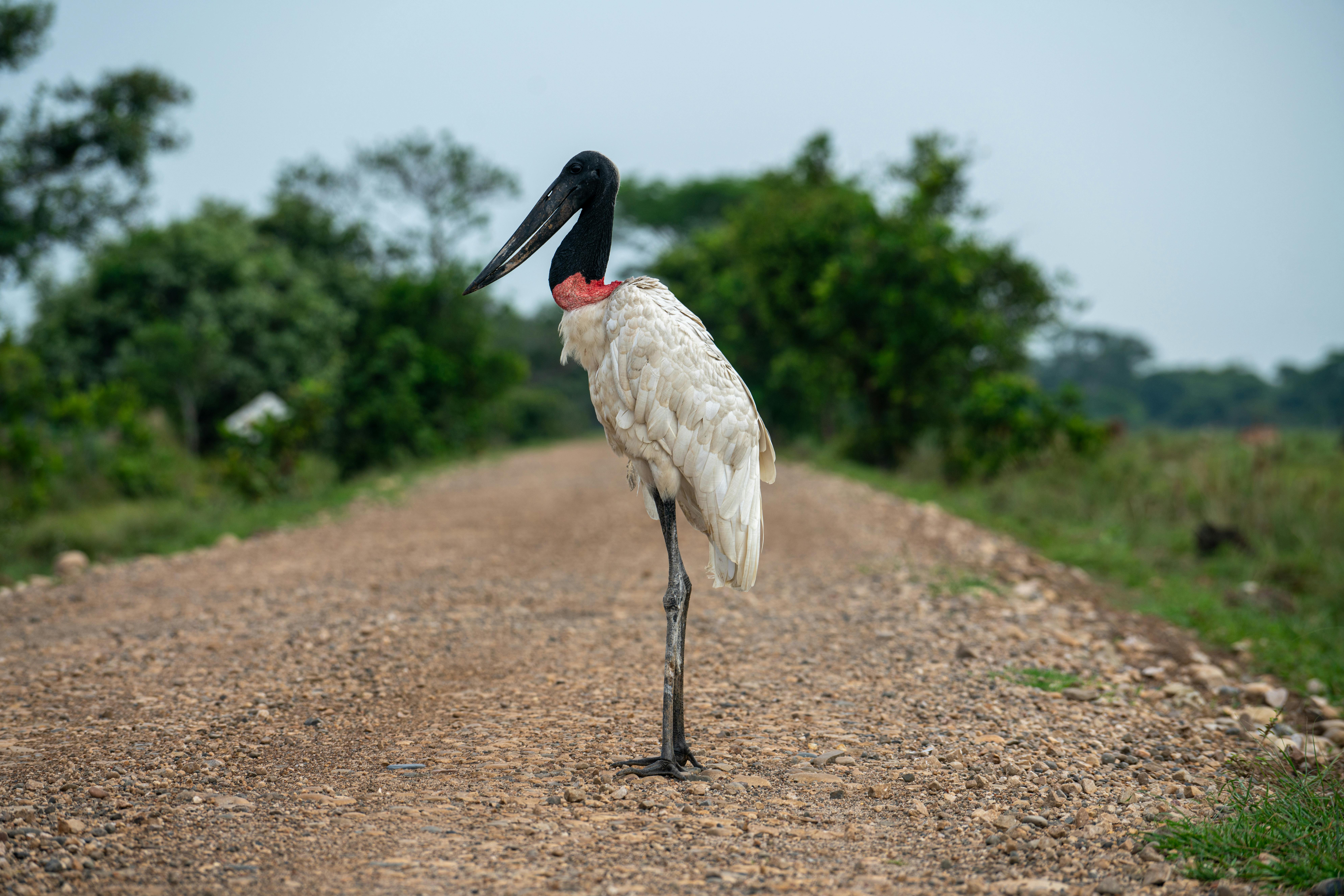 Jabiru Stork Nesting — Pantanal Brazil