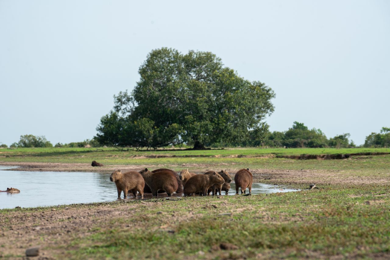 a group of capybaras gather at a waterhole in a lush natural landscape