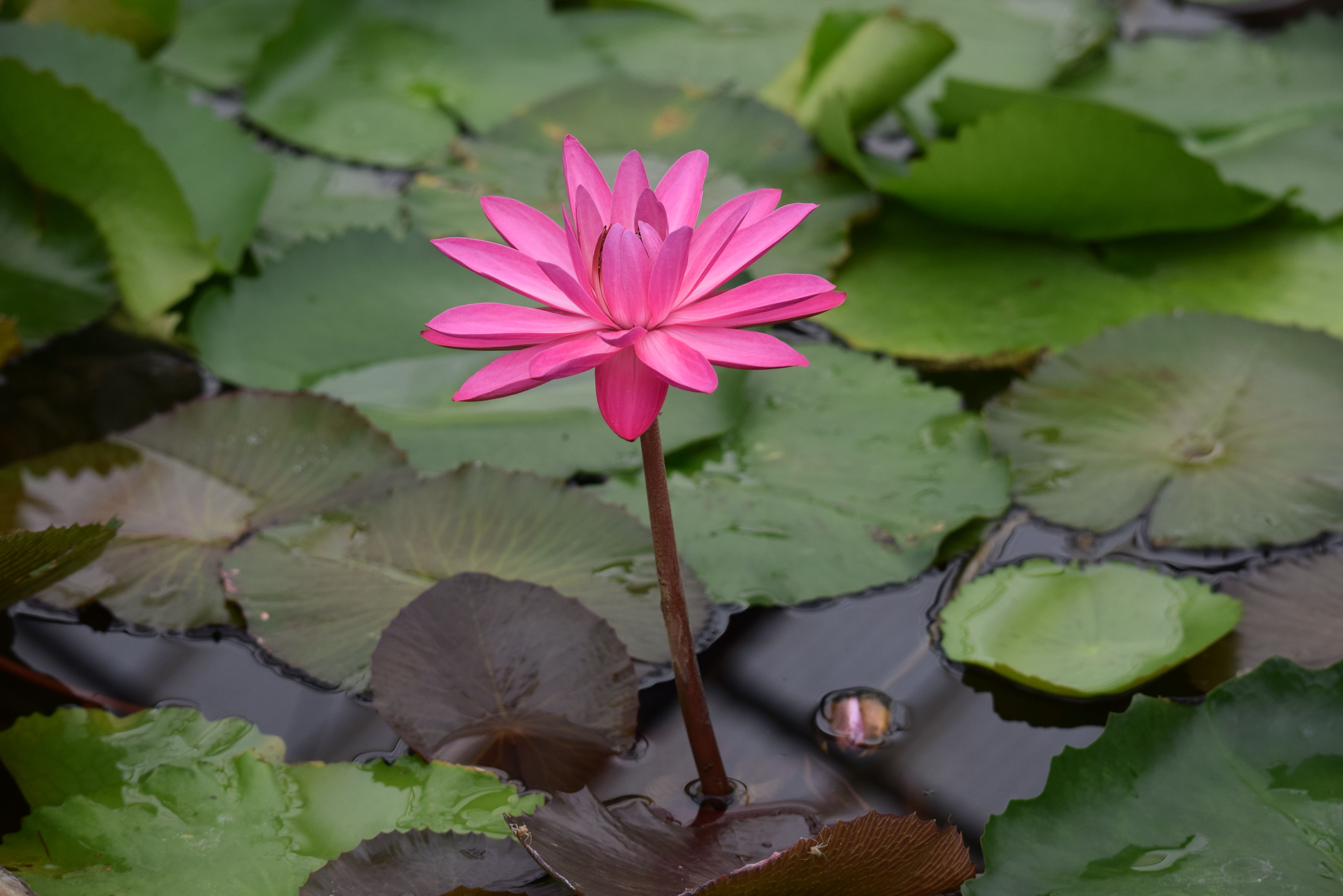 A Single Pink water Lily on The Pond · Free Stock Photo