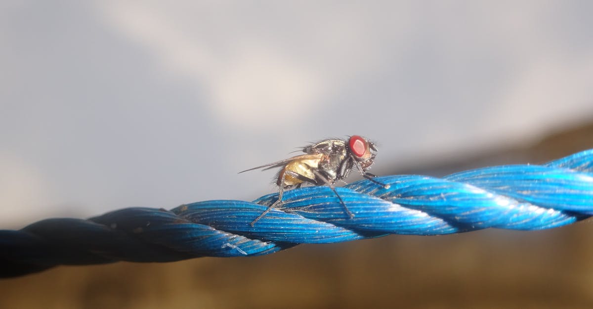 Free stock photo of animal, blue, cord