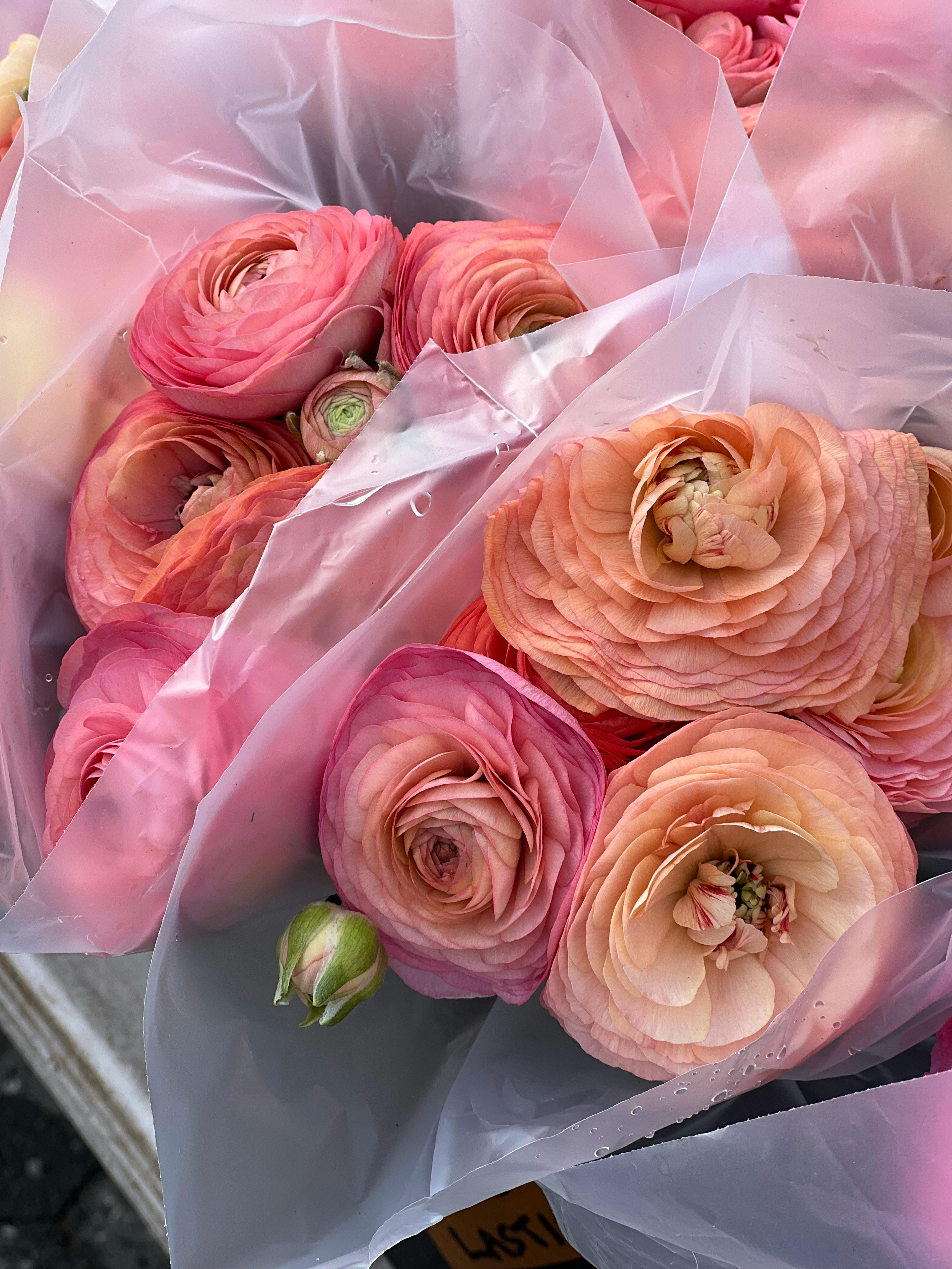 [ColoSach]-pink-and-peach-ranunculus-bouquets-beautifully-wrapped-in-transparent-plastic.