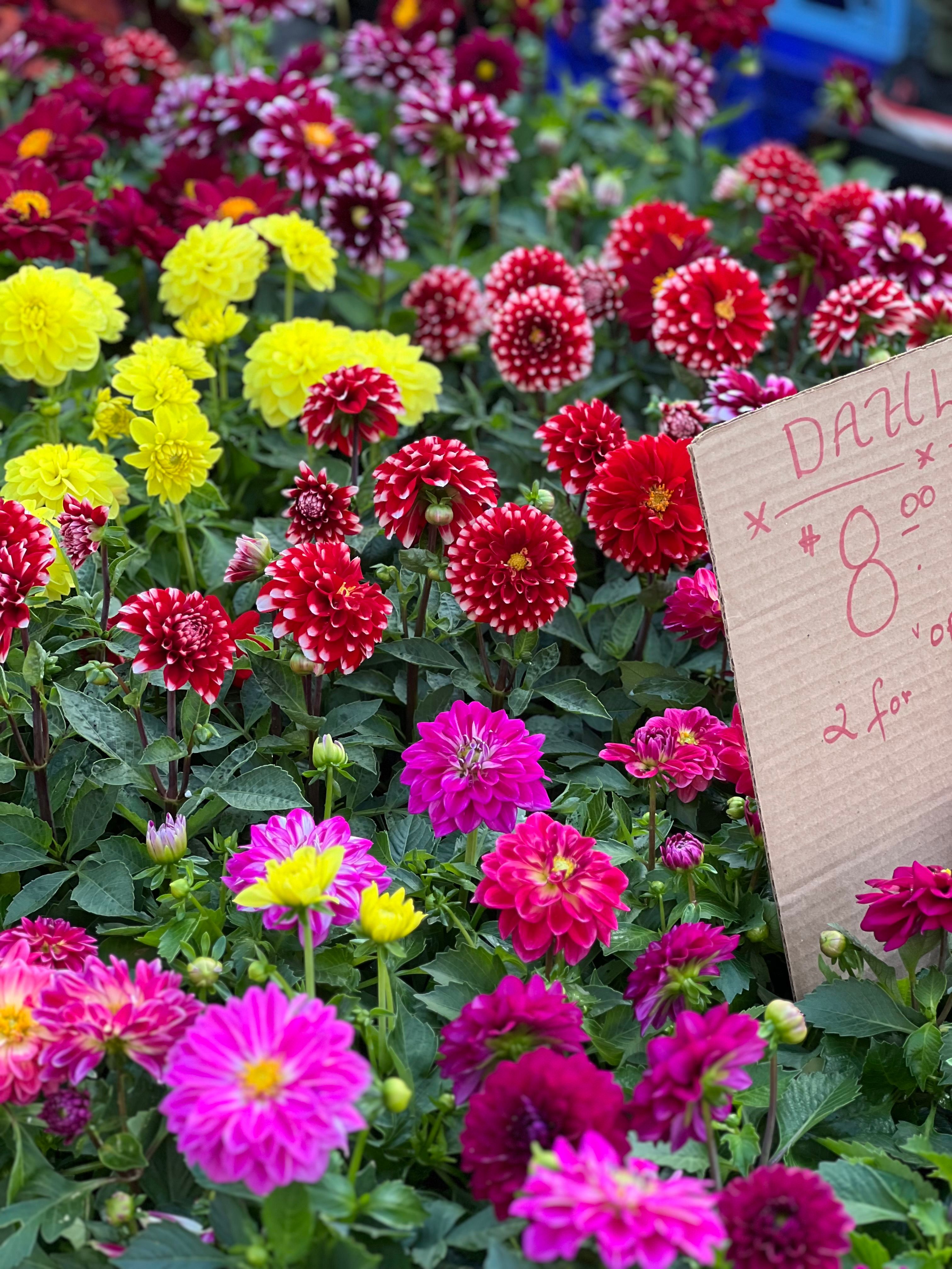 [ColoSach]-colorful-display-of-dahlias-in-a-garden-market,-showcasing-vibrant-blooms-and-a-pricing-sign.