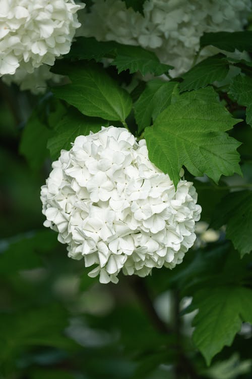 Schneeball, weiße kugelähnliche Blume