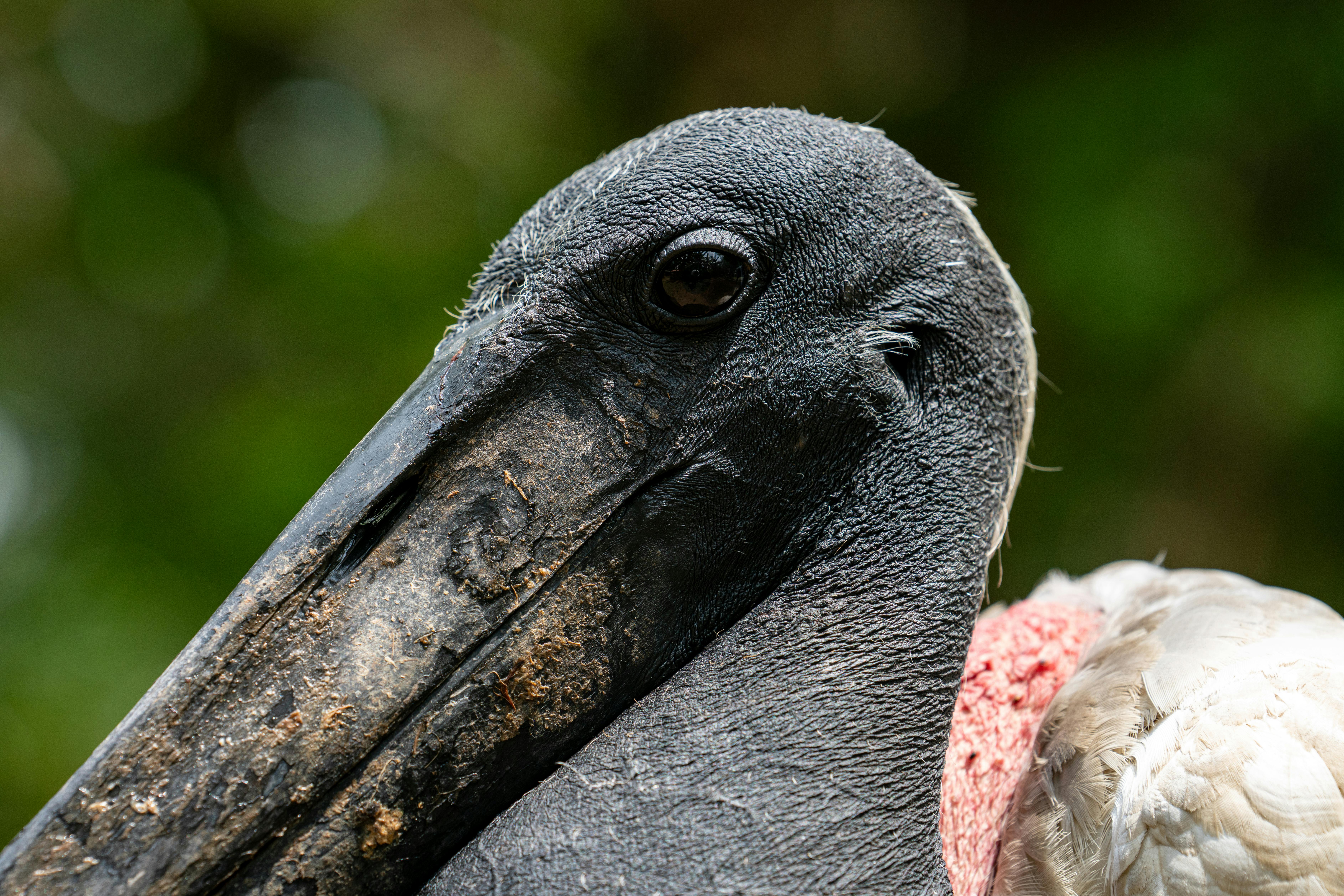 close up of a pelican