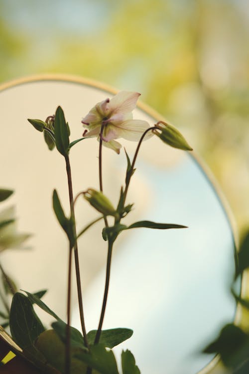 A mirror with flowers in it and a plant