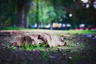 公园里，一片干叶子落在地上，绿草如茵