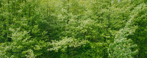 Free Green Leafed Trees Stock Photo