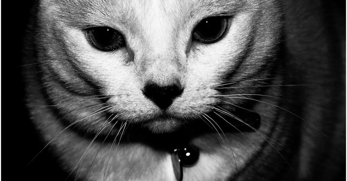 Free stock photo of animal, black and white, cat