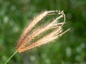 Selective Focus Photo of Brown Grass
