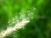 White Dandelion