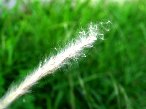 Micro Photo of White Plant