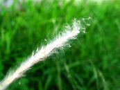 Micro Photo of White Plant