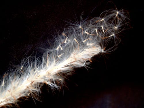 Free White Feather Close-up Photography Stock Photo