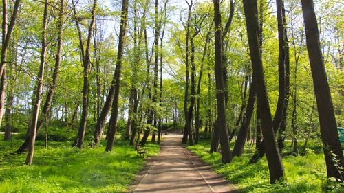 Free A tranquil path through a lush, vibrant spring forest, showcasing nature's beauty. Stock Photo
