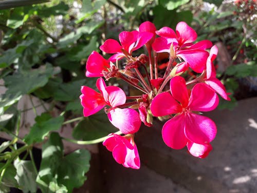 Foto d'estoc gratuïta de flor bonica, flor rosa, flors boniques