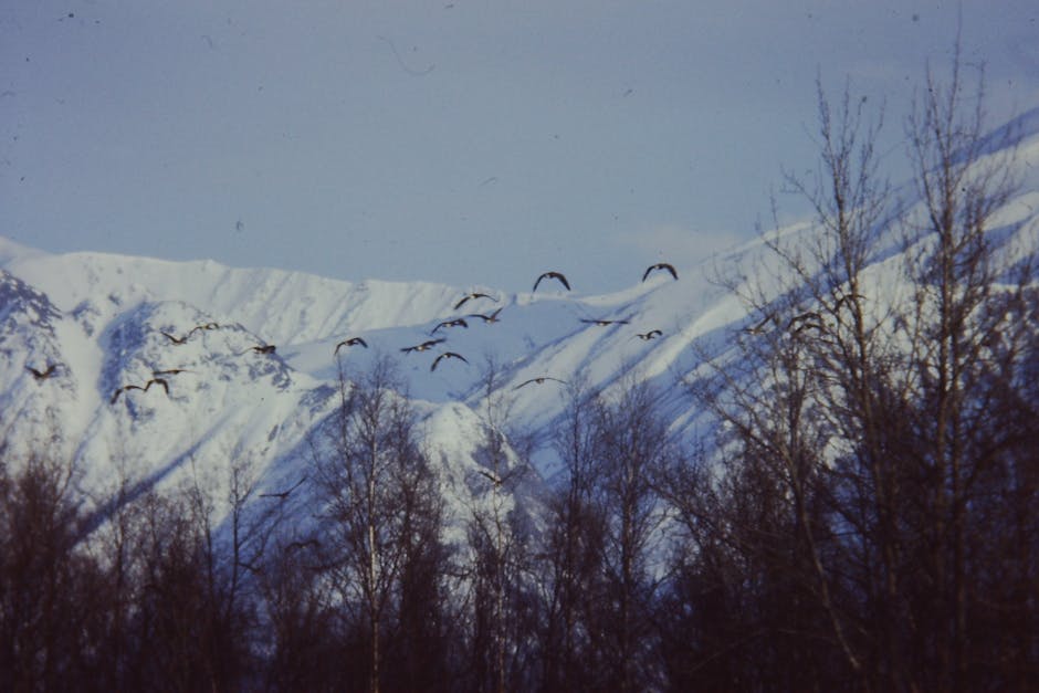 Free stock photo of Canada geese misgration Pioneer Peak Palmer Alaska