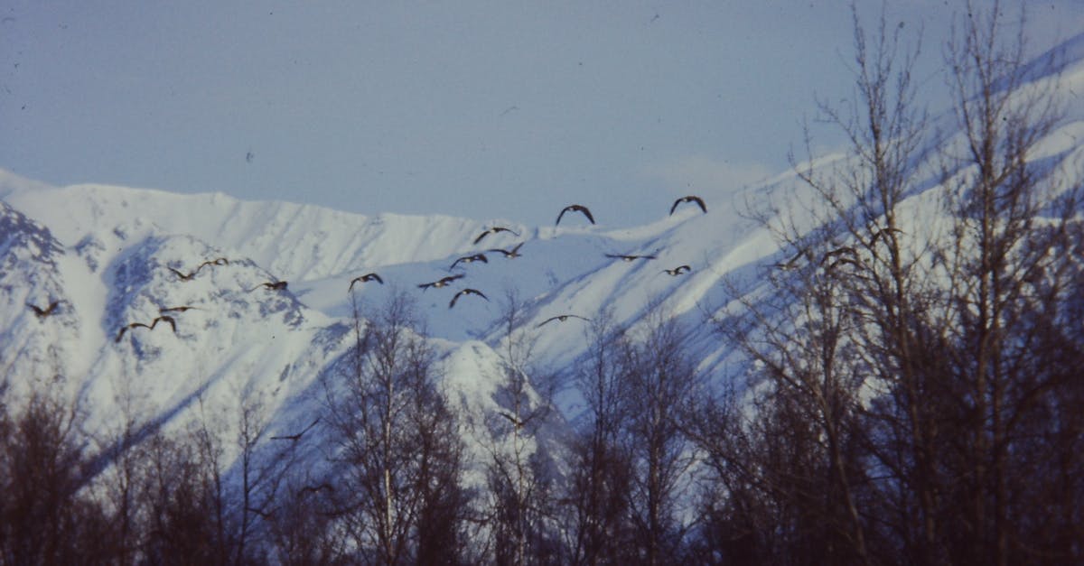 Free stock photo of Canada geese misgration Pioneer Peak Palmer Alaska