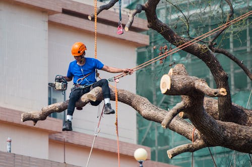 Homem De Camisa Azul Sentado Em Um Galho De árvore Usando Arnês De Segurança, Segurando Cordas Na Mão Esquerda E Motosserra Na Mão Direita